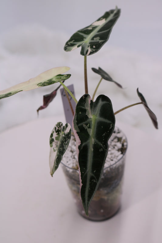 Alocasia Pink Bambino