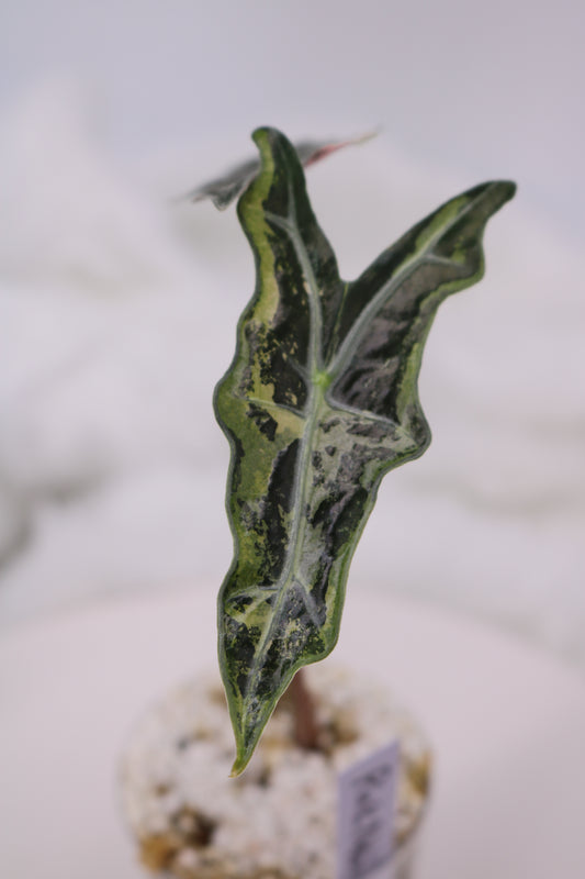 Alocasia Pink Nobilis