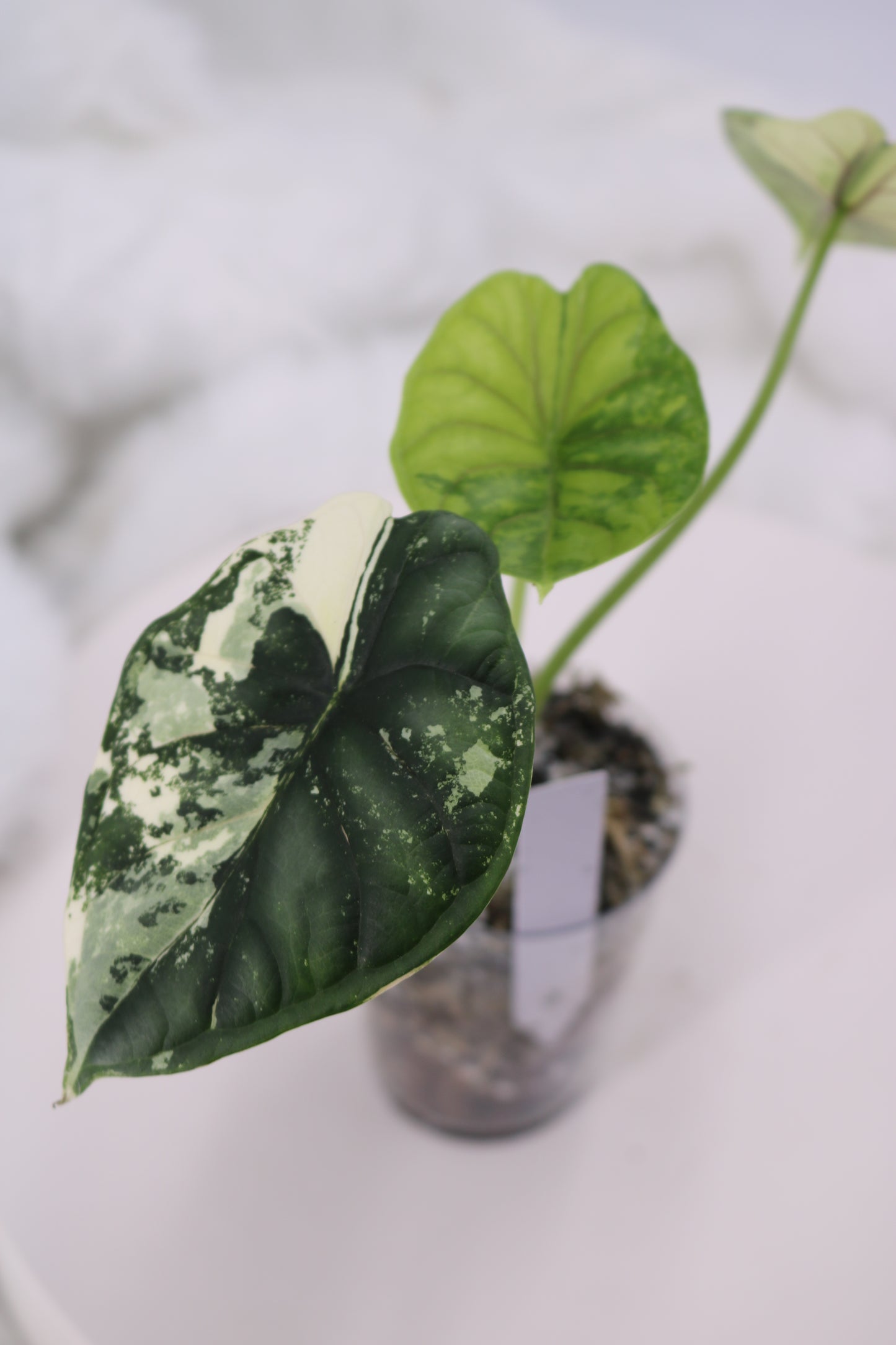 Alocasia Dragon Scale Albo