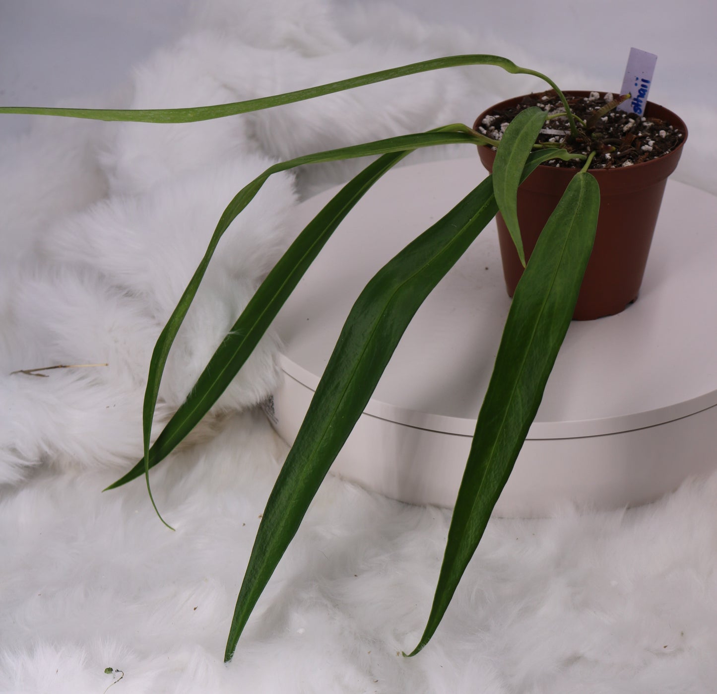 Anthurium Friedrichsthalii