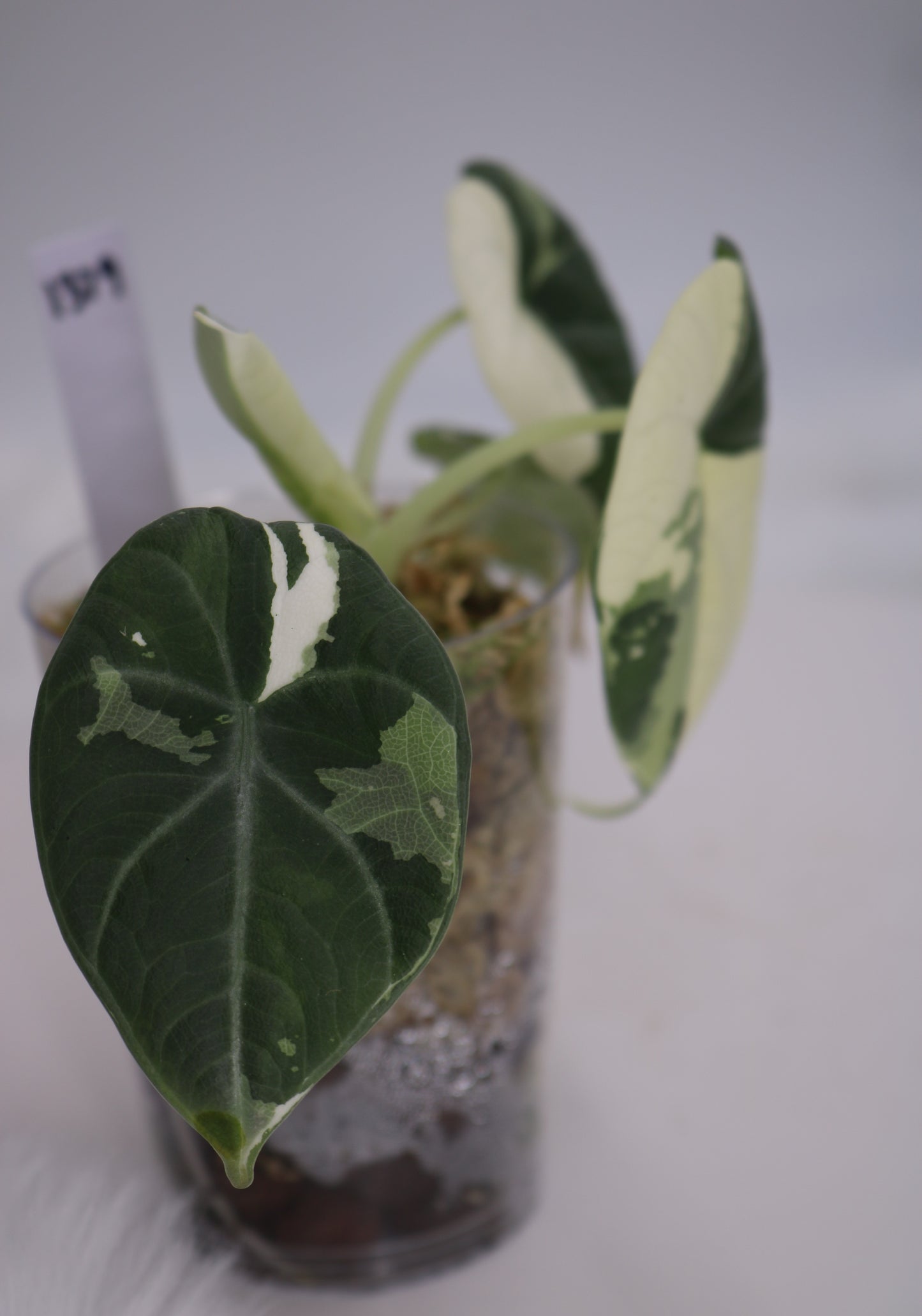 Alocasia Maharani Albo