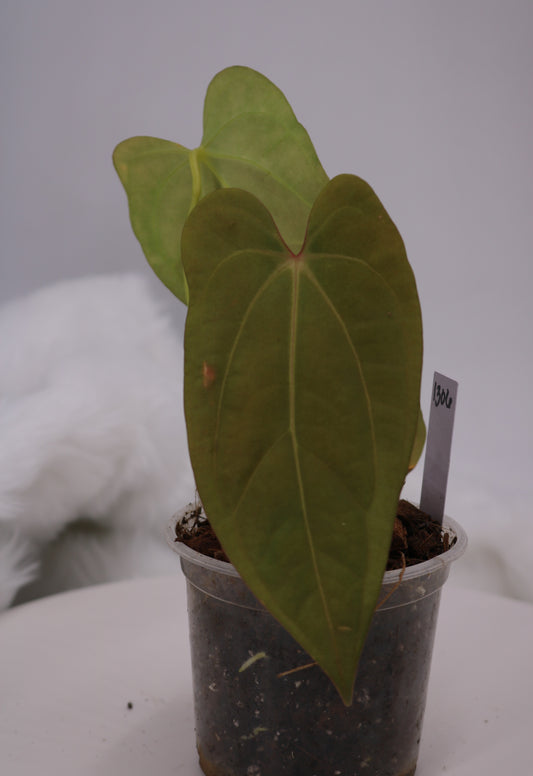 Anthurium Sam's Red Dream x Anthurium Ft. Sherman Hybrid