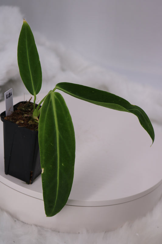Anthurium Warocqueanum