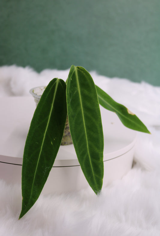 Anthurium Warocqueanum