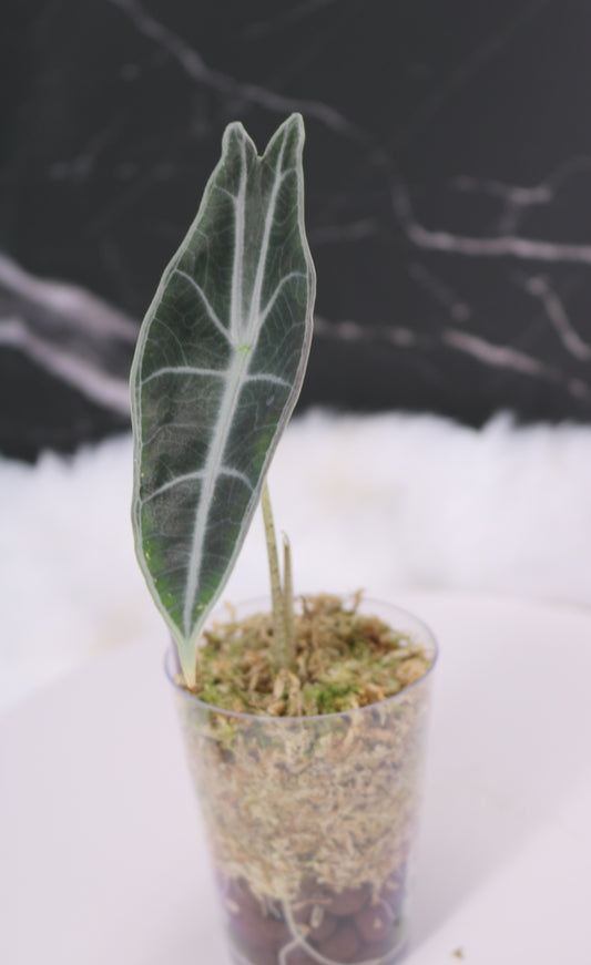 Alocasia Denudata 'Purple' Longiloba