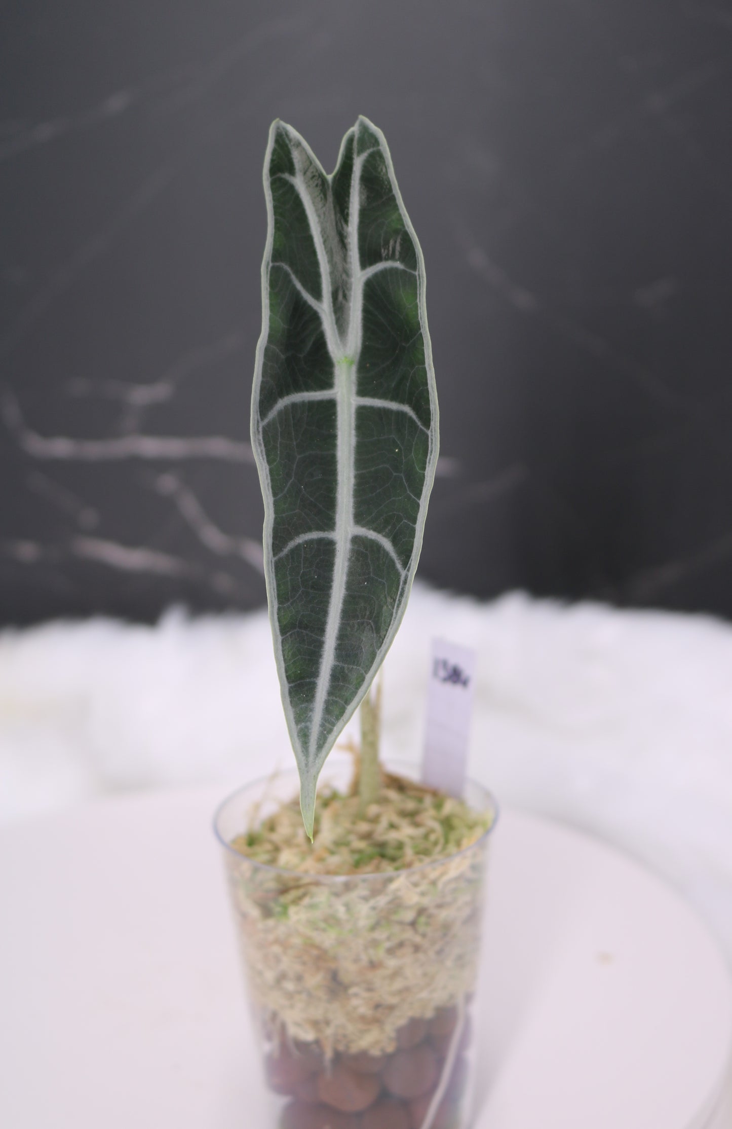 Alocasia Denudata 'Purple' Longiloba