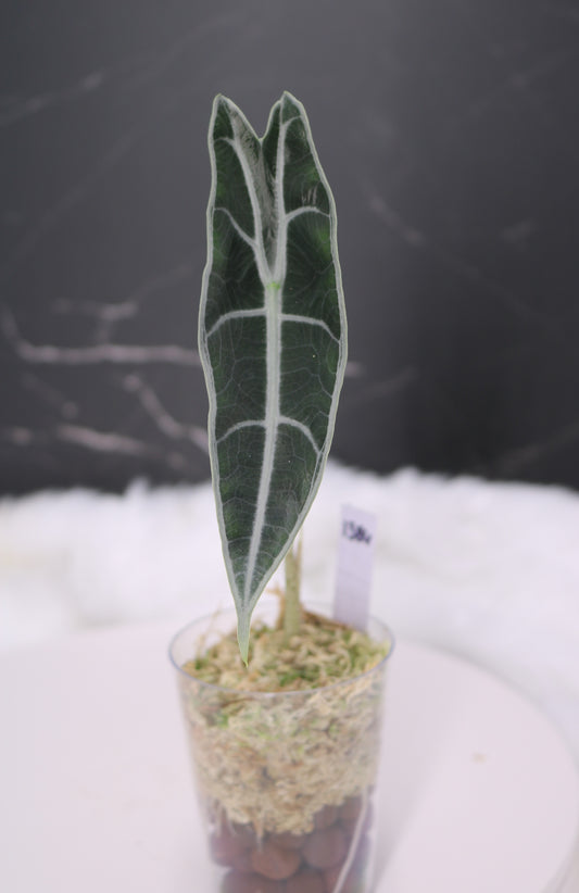 Alocasia Denudata 'Purple' Longiloba