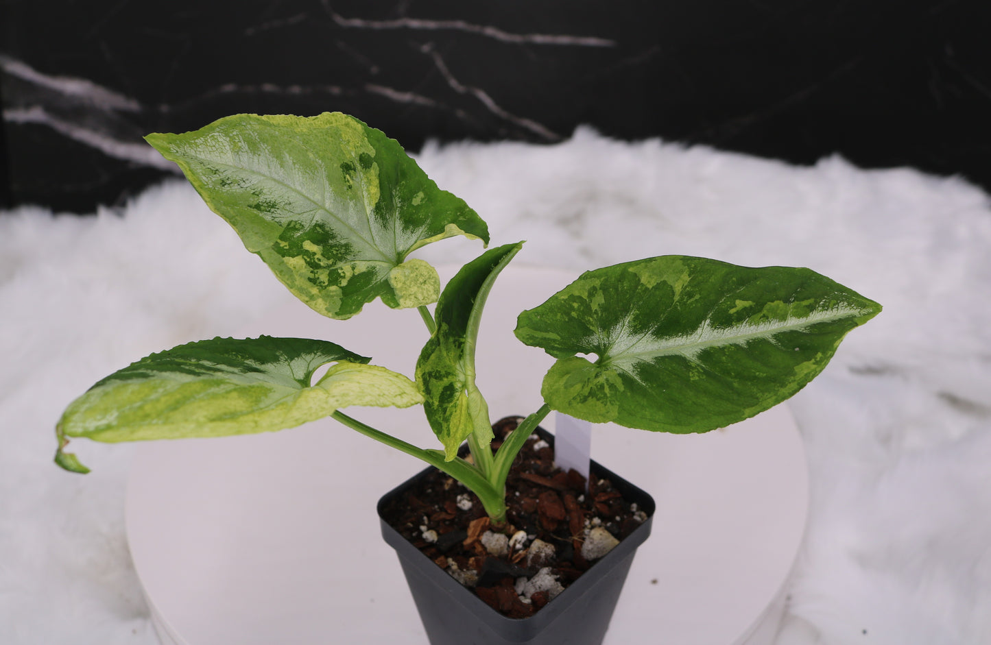 Syngonium Scrambled Eggs