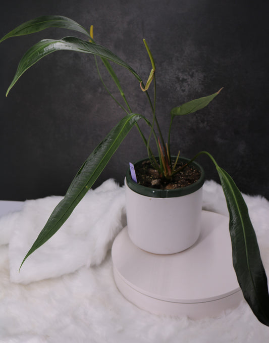 Anthurium Fornicifolium
