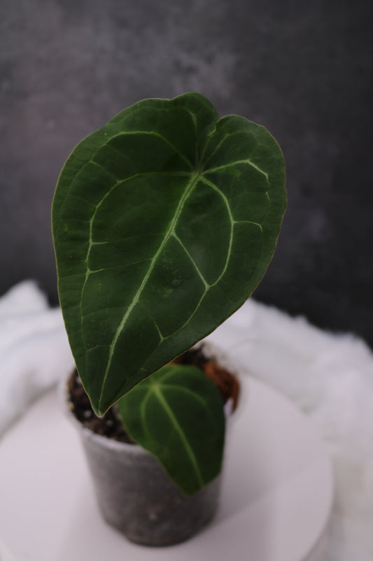 Anthurium Forgetii
