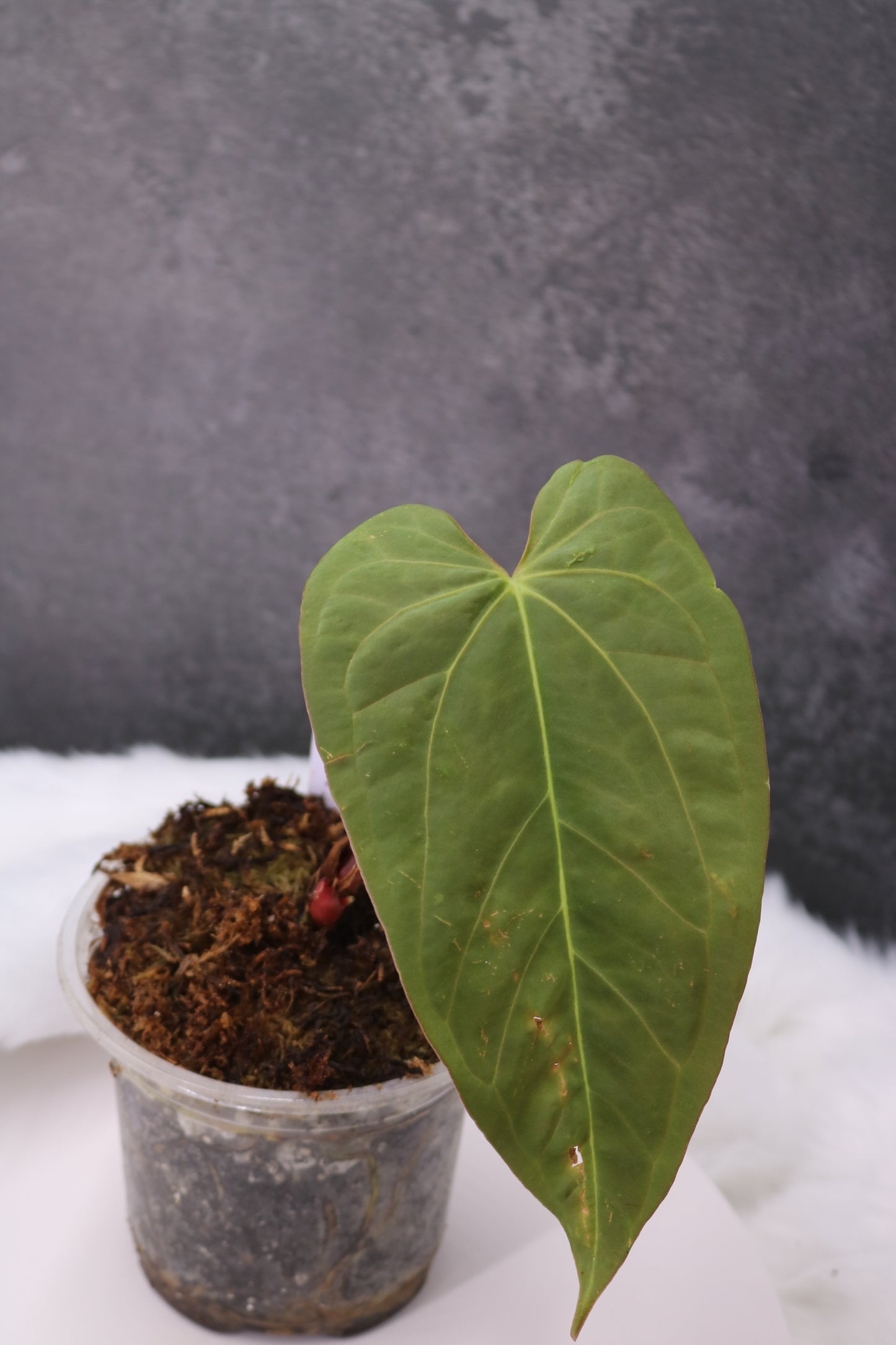 Anthurium Tezula Velvet Giant x