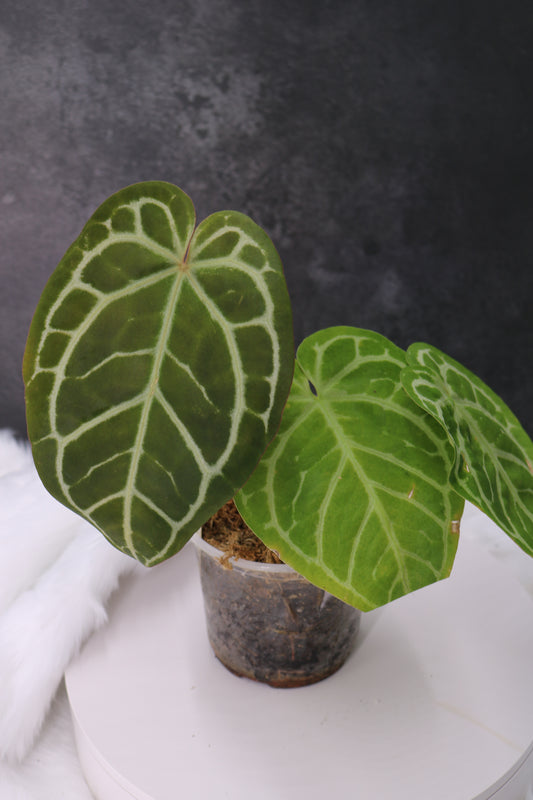 Anthurium Zara x Michelle