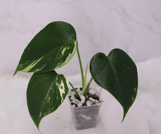 Monstera Jungle Mint NOID