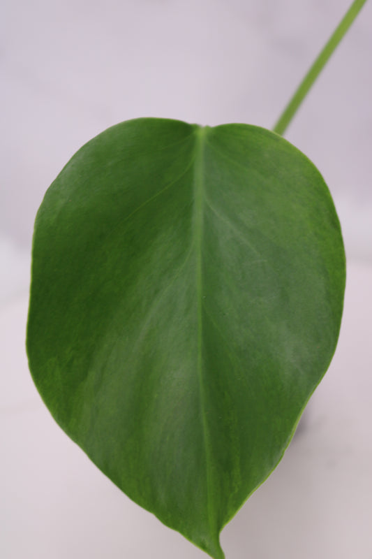Monstera Spartucus (Brazilian GOG)