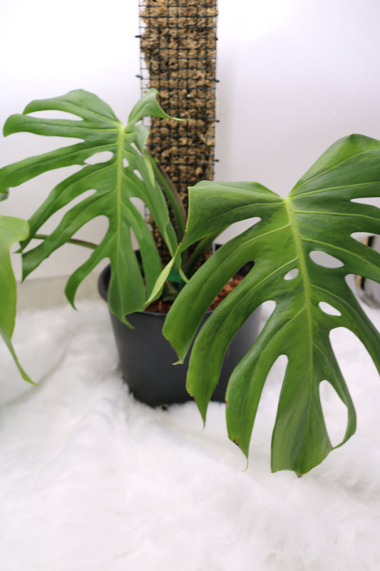 Monstera Spartucus Brazilian Green on Green GOG