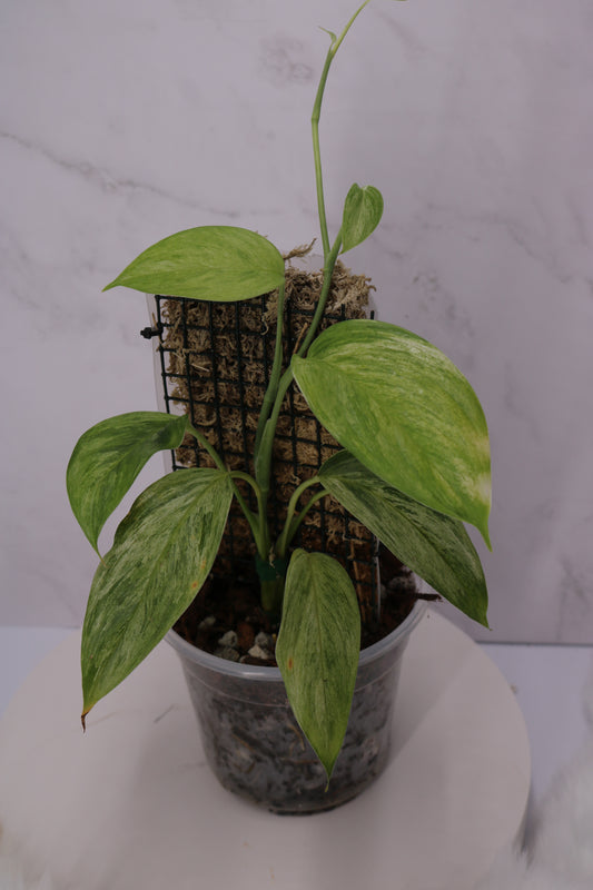 Scindapsus Blue Albo Salak