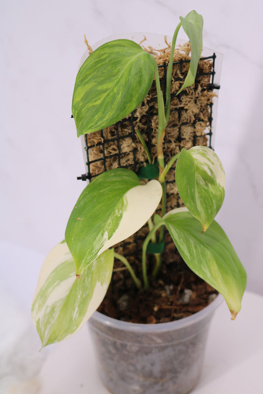 Scindapsus Blue Aurea Salak