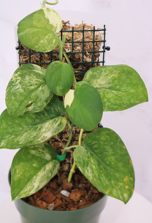 Scindapsus Parahyangan Variegated