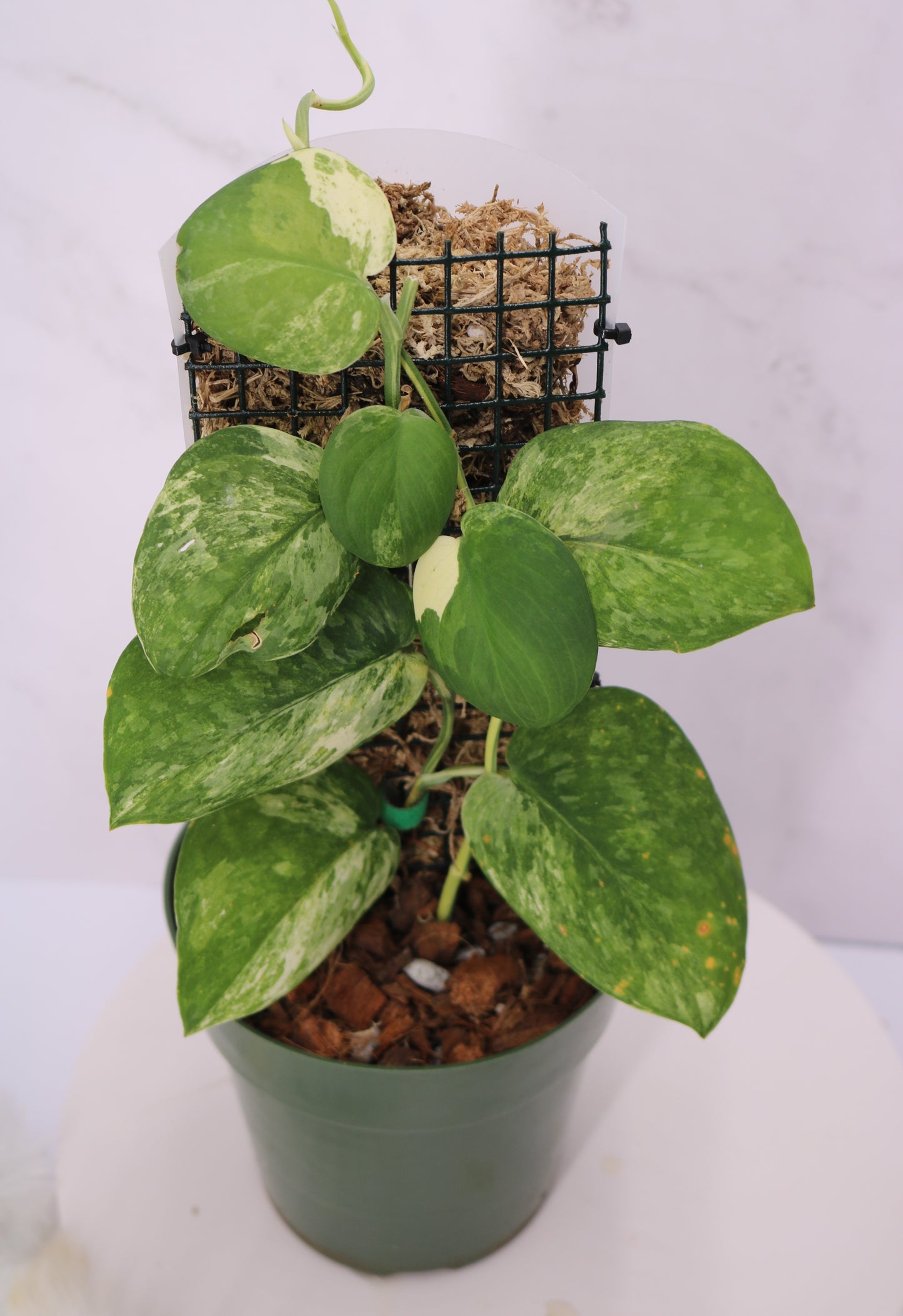 Scindapsus Parahyangan Variegated