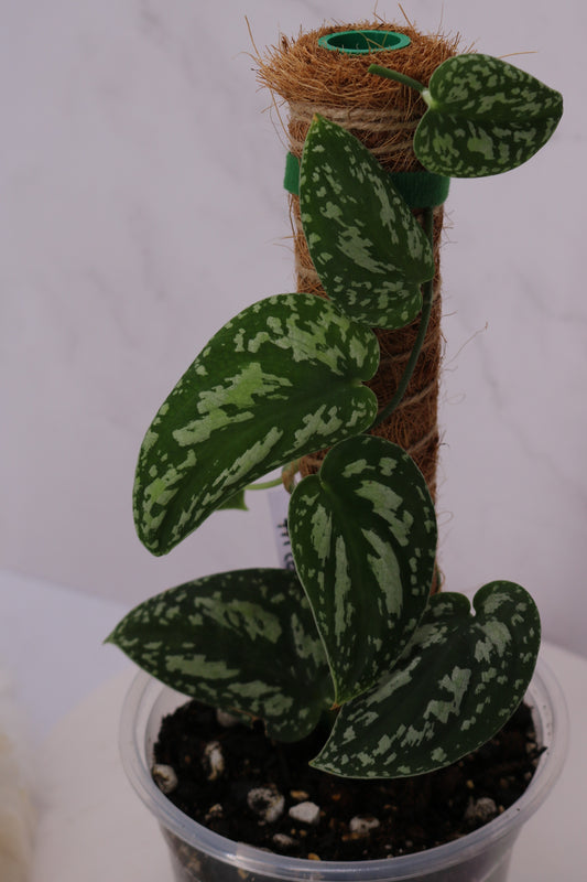 Scindapsus Tri Color