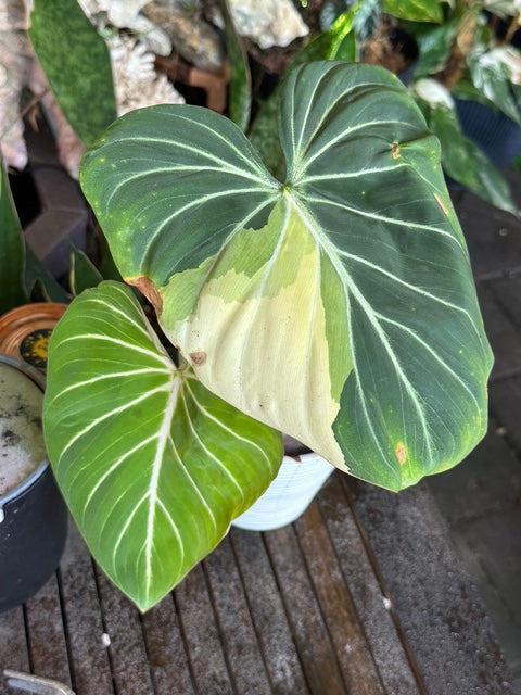 Philodendron Gloriosum Type 1 Variegated