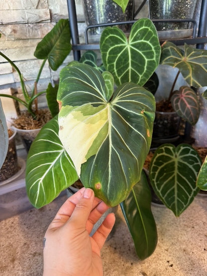 Philodendron Gloriosum Type 1 Variegated