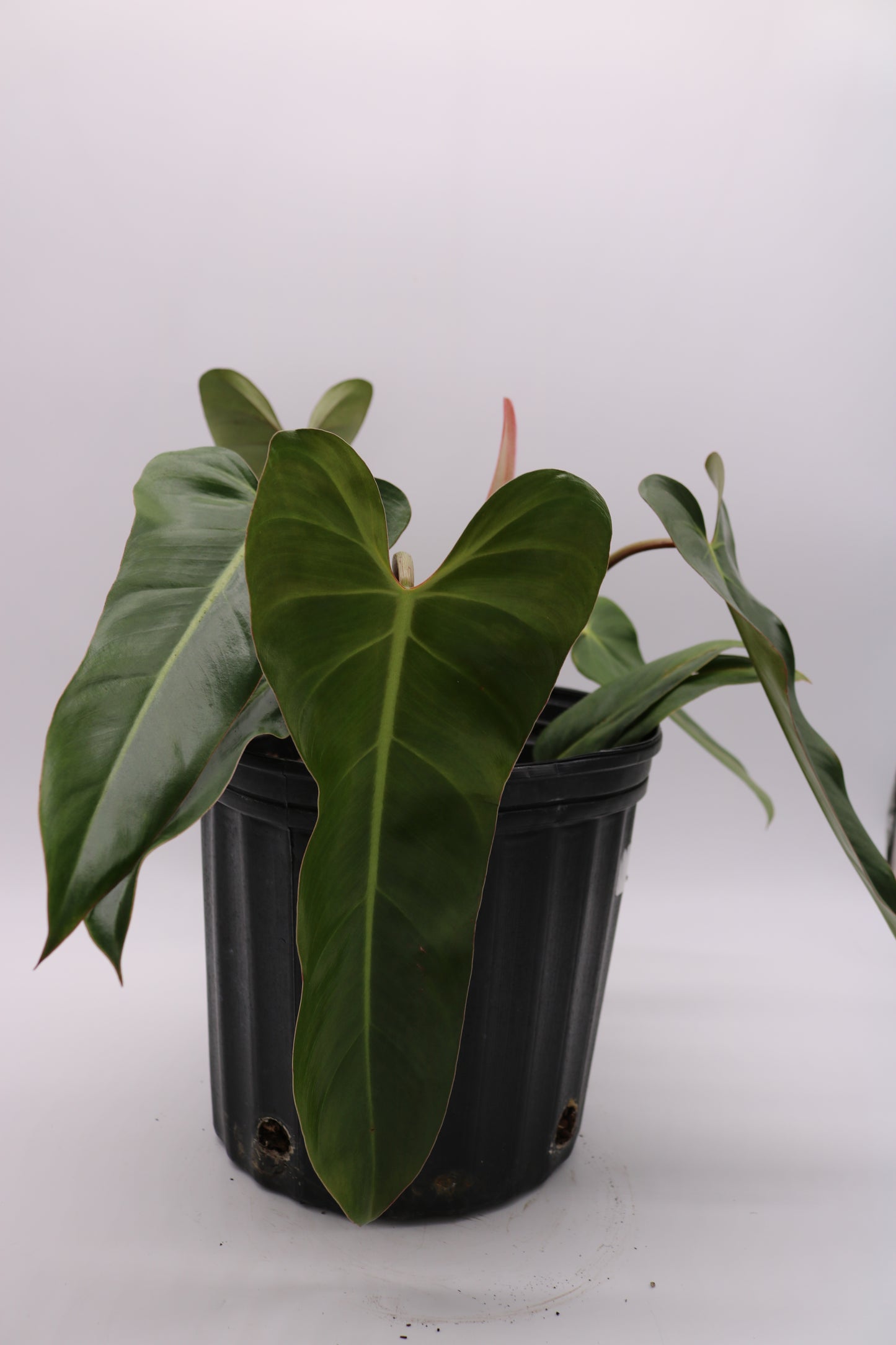 Philodendron Bernardopazii