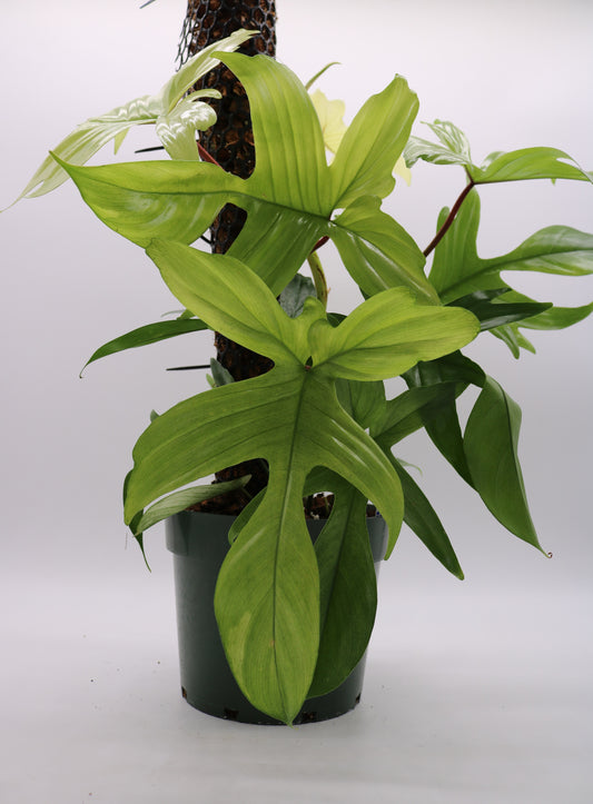 Philodendron Florida Ghost Mint