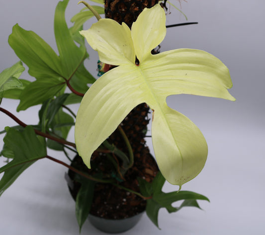 Philodendron Florida Ghost Mint