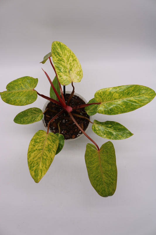 Philodendron Painted Lady