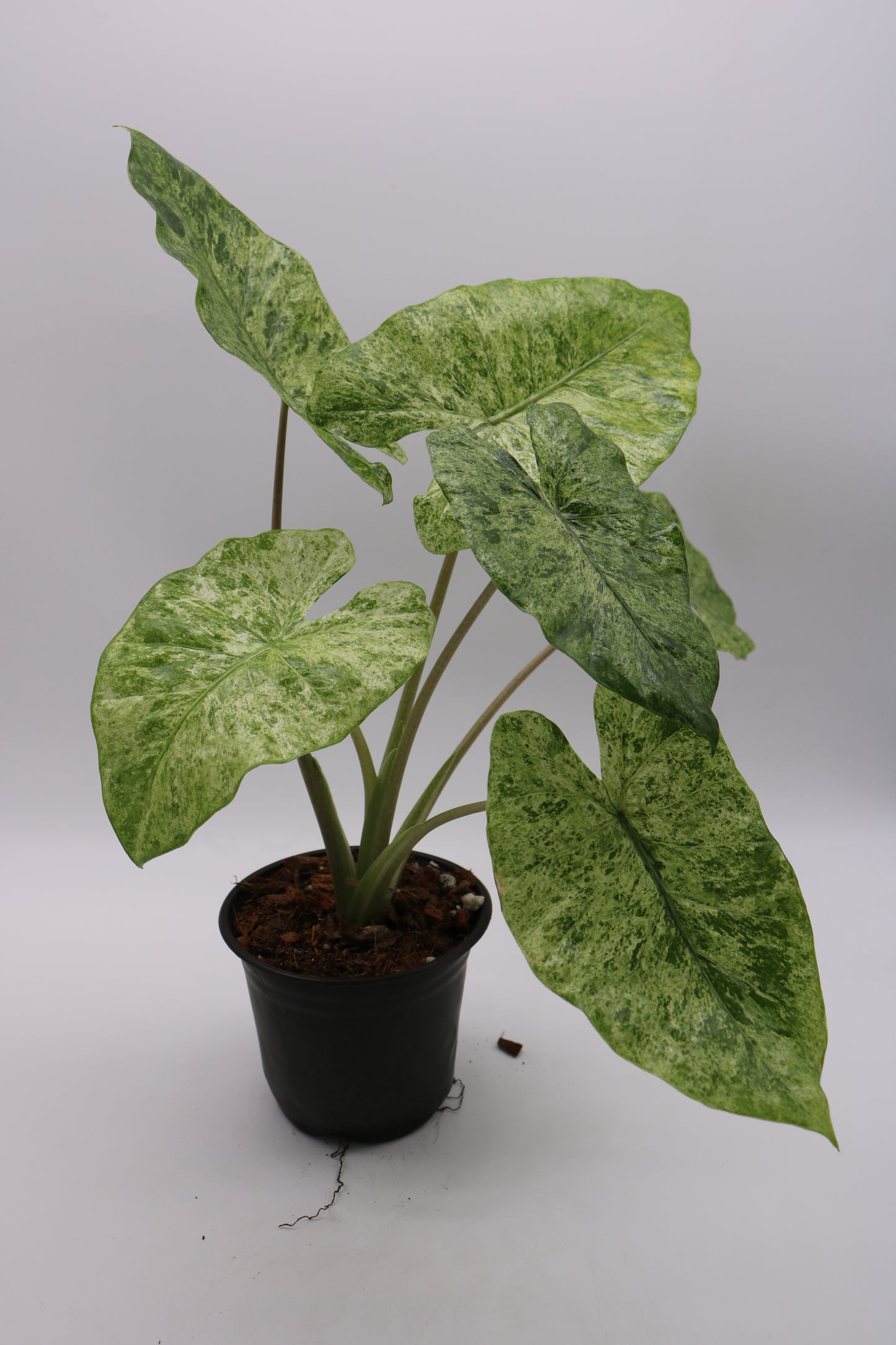 Alocasia Batik