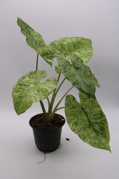 Alocasia Batik
