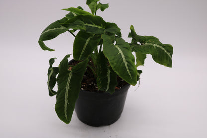 Syngonium Wendlandii