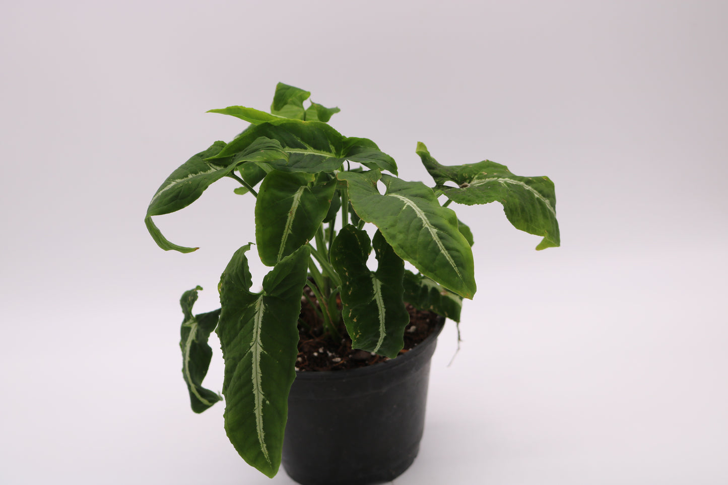 Syngonium Wendlandii
