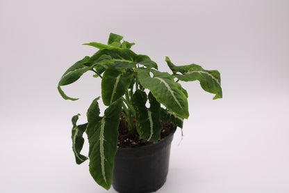 Syngonium Wendlandii