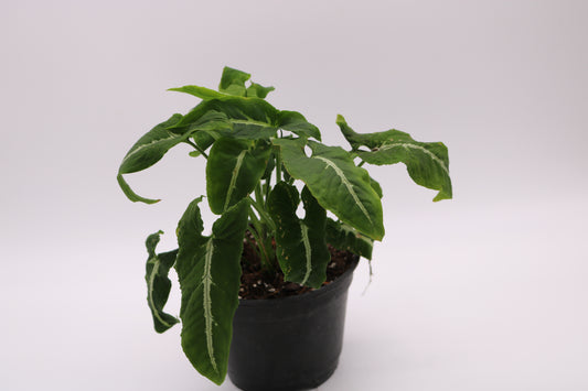 Syngonium Wendlandii