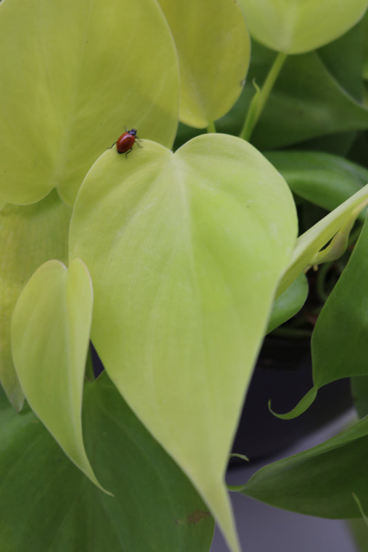 Philodendron Heartleaf Neon