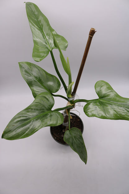 Philodendron Silver Sword