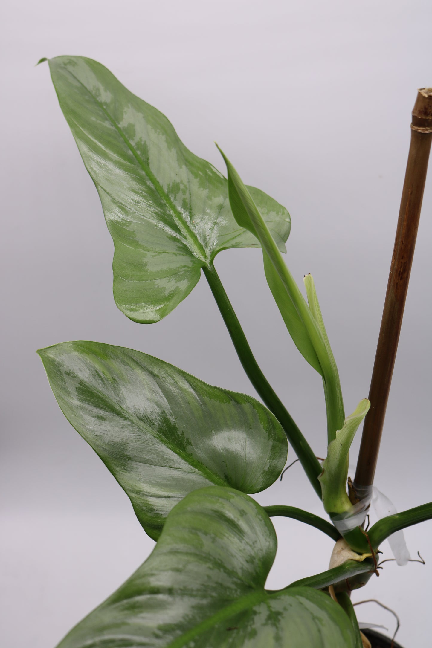 Philodendron Silver Sword