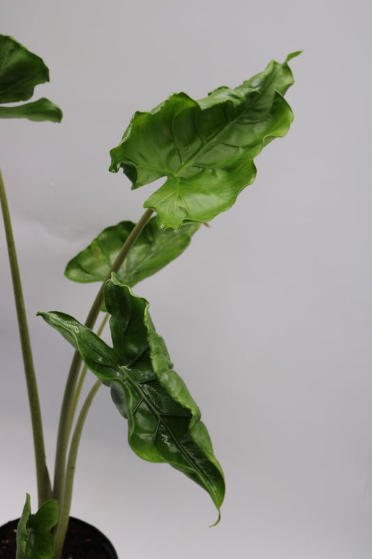 Alocasia Shock Treatment