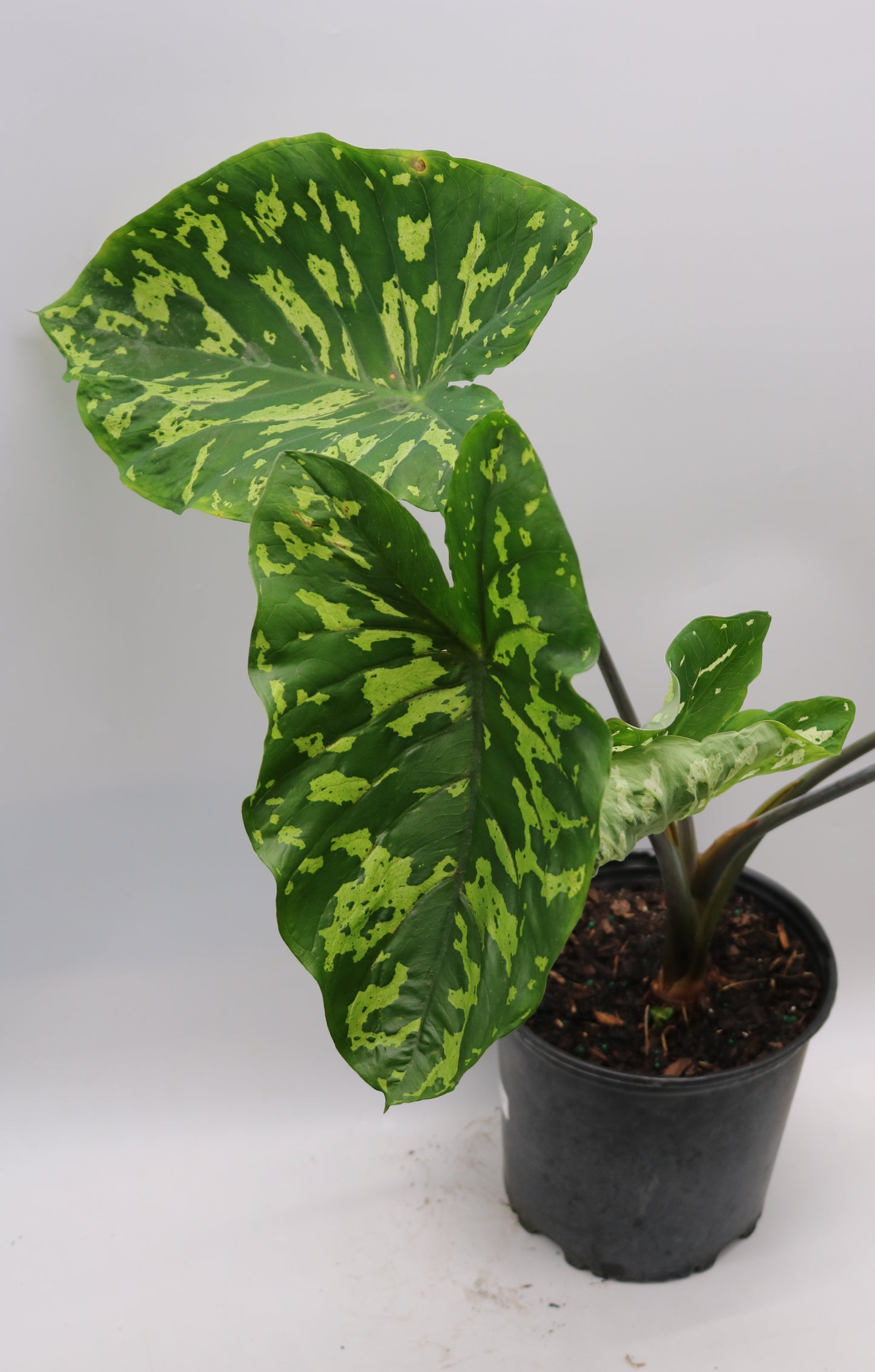 Alocasia Hilo Beauty