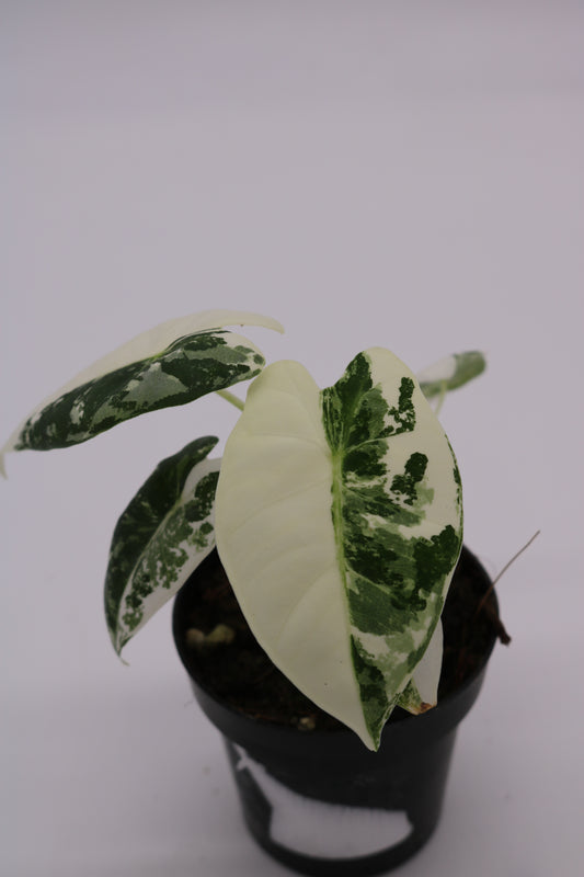 Alocasia Frydek Variegated