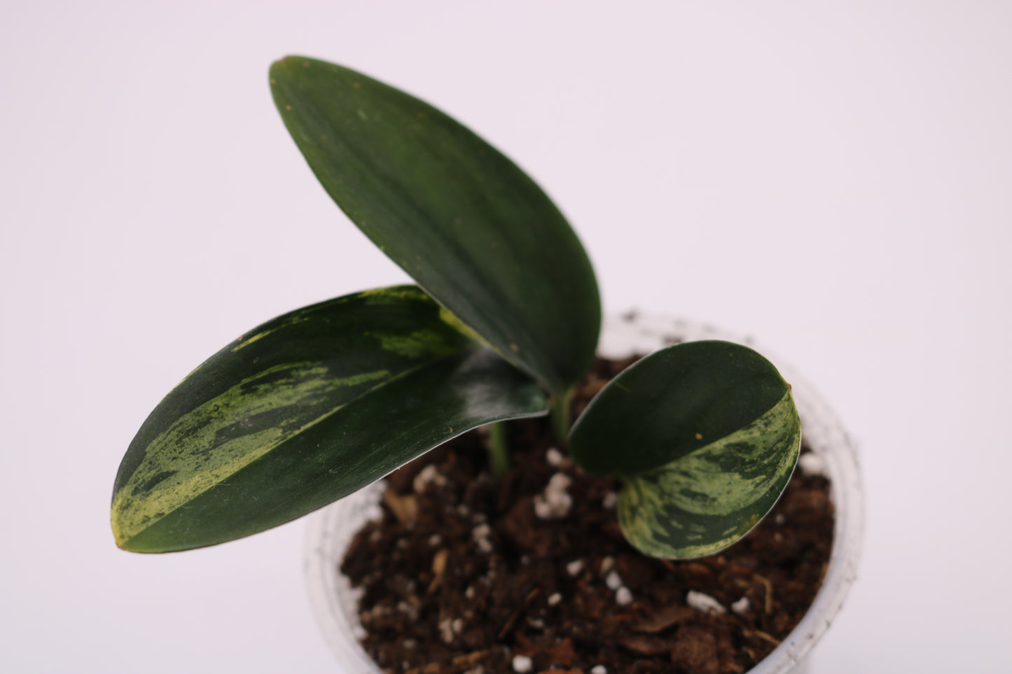 Scindapsus Dark Truebii Moonlight Variegated