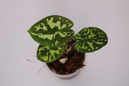 Alocasia Hilo Beauty