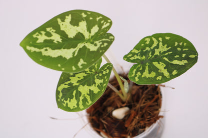 Alocasia Hilo Beauty