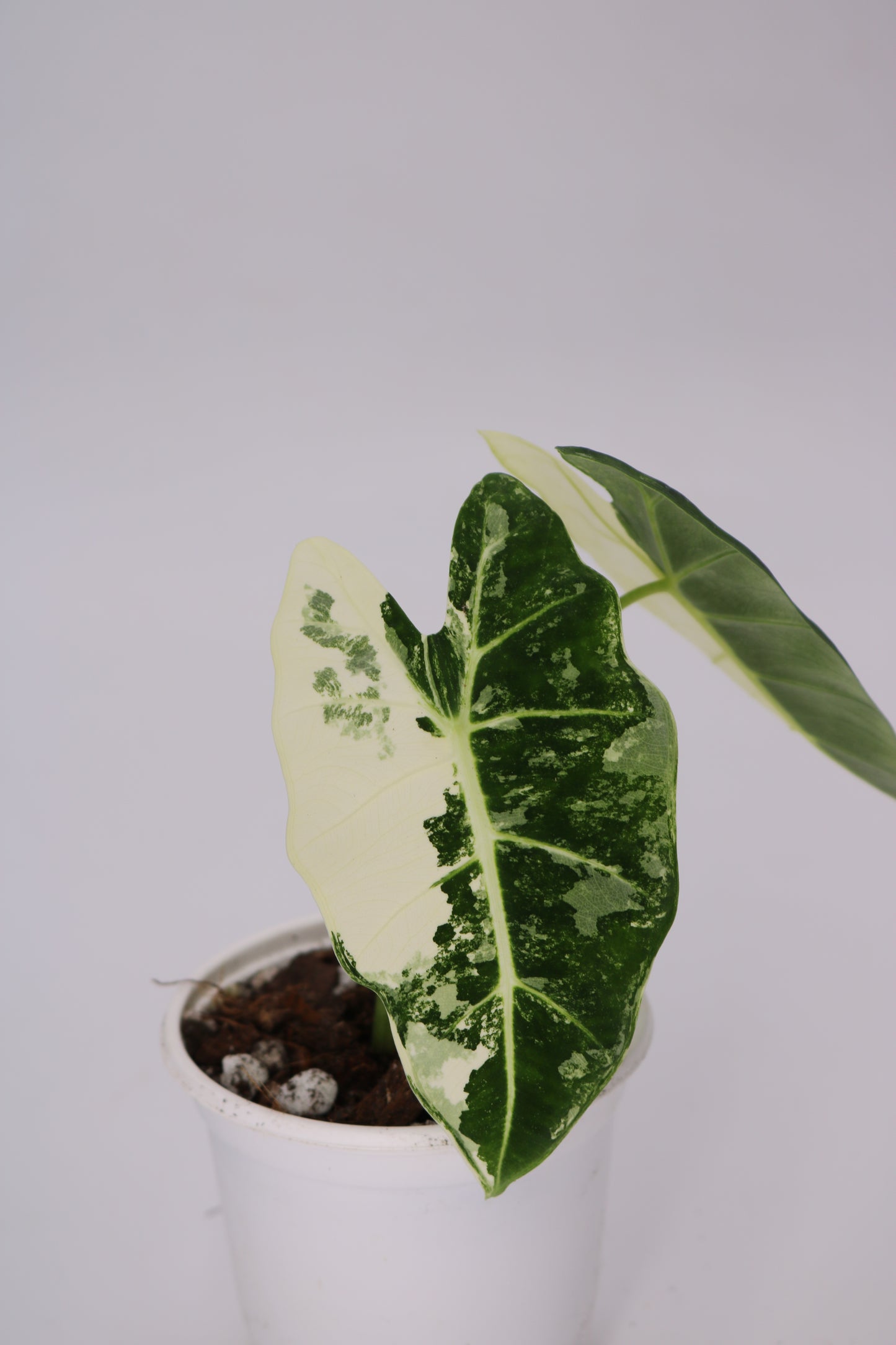 Alocasia Frydek Variegated