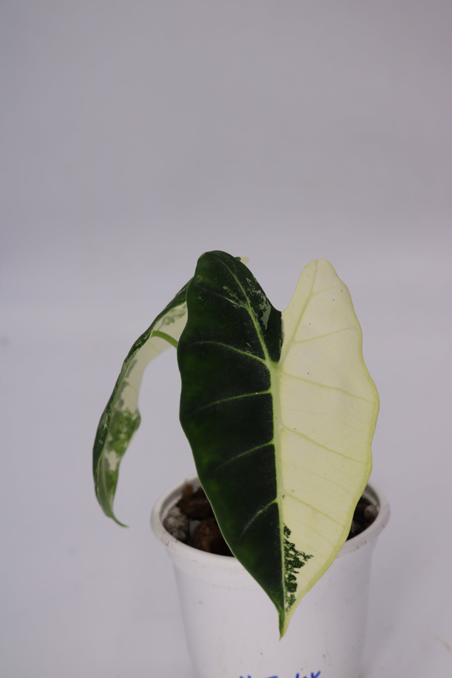 Alocasia Frydek Variegated
