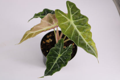 Alocasia Amazonica Tri Color