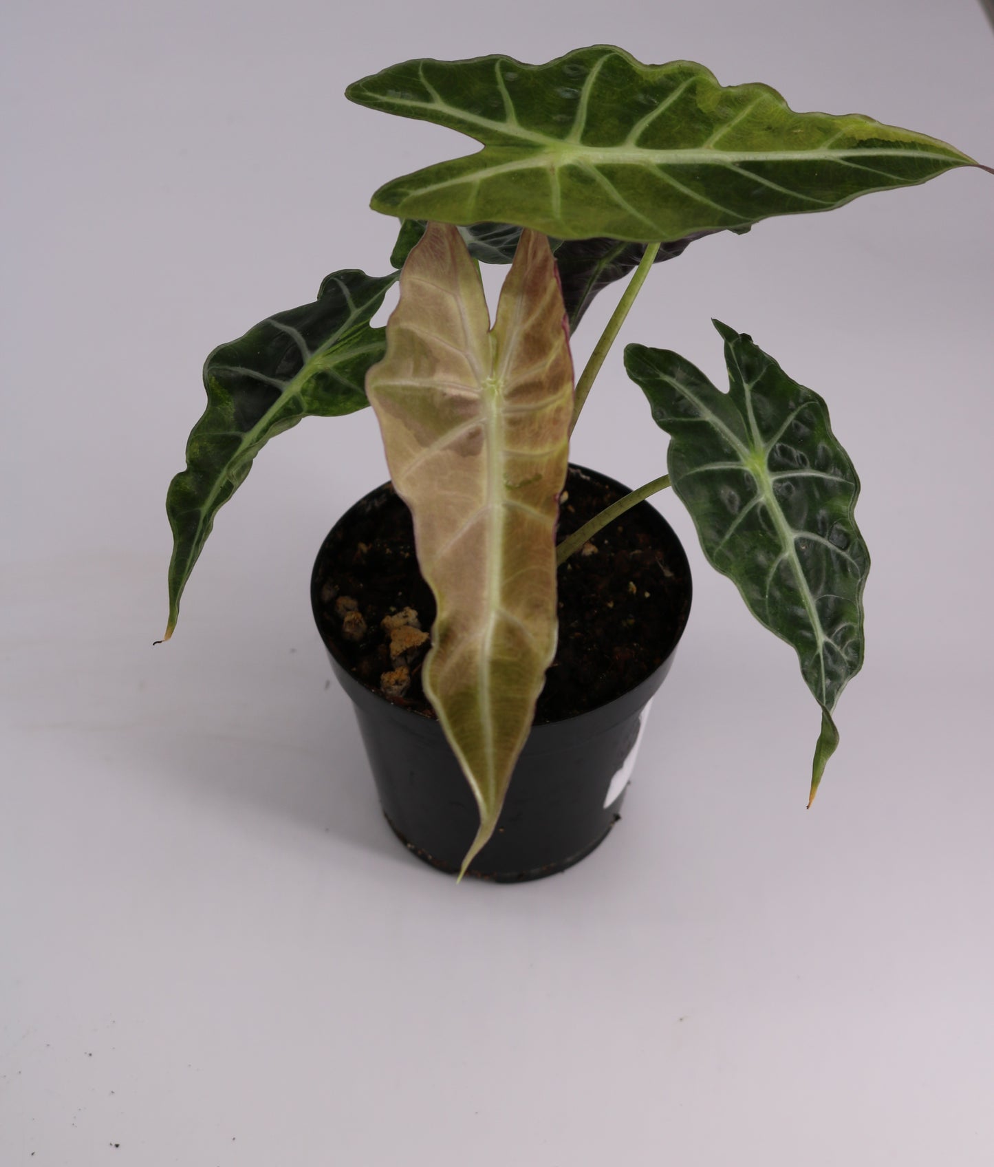 Alocasia Amazonica Tri Color