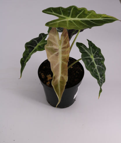 Alocasia Amazonica Tri Color